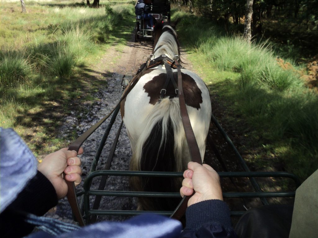 Vrijgezellenfeest met paard en wagen